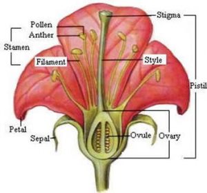 NCERT 7th Class (CBSE) Science: Reproduction in Plants – Page 5 – Class ...