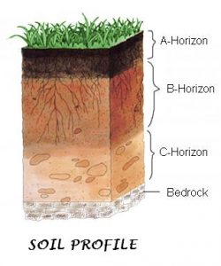 Soil: NCERT 7th Class (CBSE) Science Chapter 09 – Class Notes