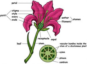 NCERT 6th Class (CBSE) Science: Getting to Know Plants – Page 3 – Class ...