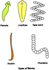 flat worm kinds