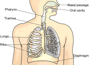 Respiration in Organisms: 7th NCERT CBSE Science Ch 10 – Class Notes