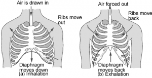 Respiration in Organisms: 7th NCERT CBSE Science Ch 10 - Class Notes